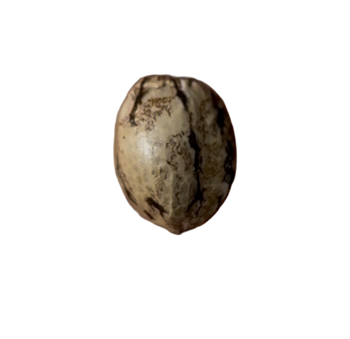Brown Striped cannabis seed with tan tones