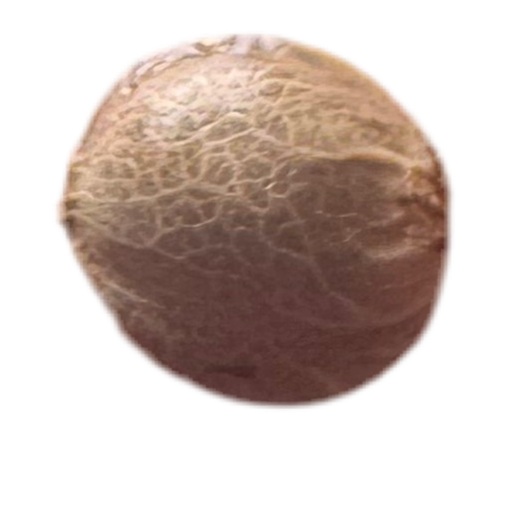 Gorilla Feminized Single Seed