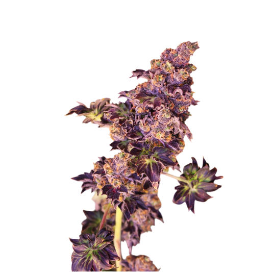 Mutant Exotic Purple Australian Bastard Cannabis Regular Seeds 4 Pack
