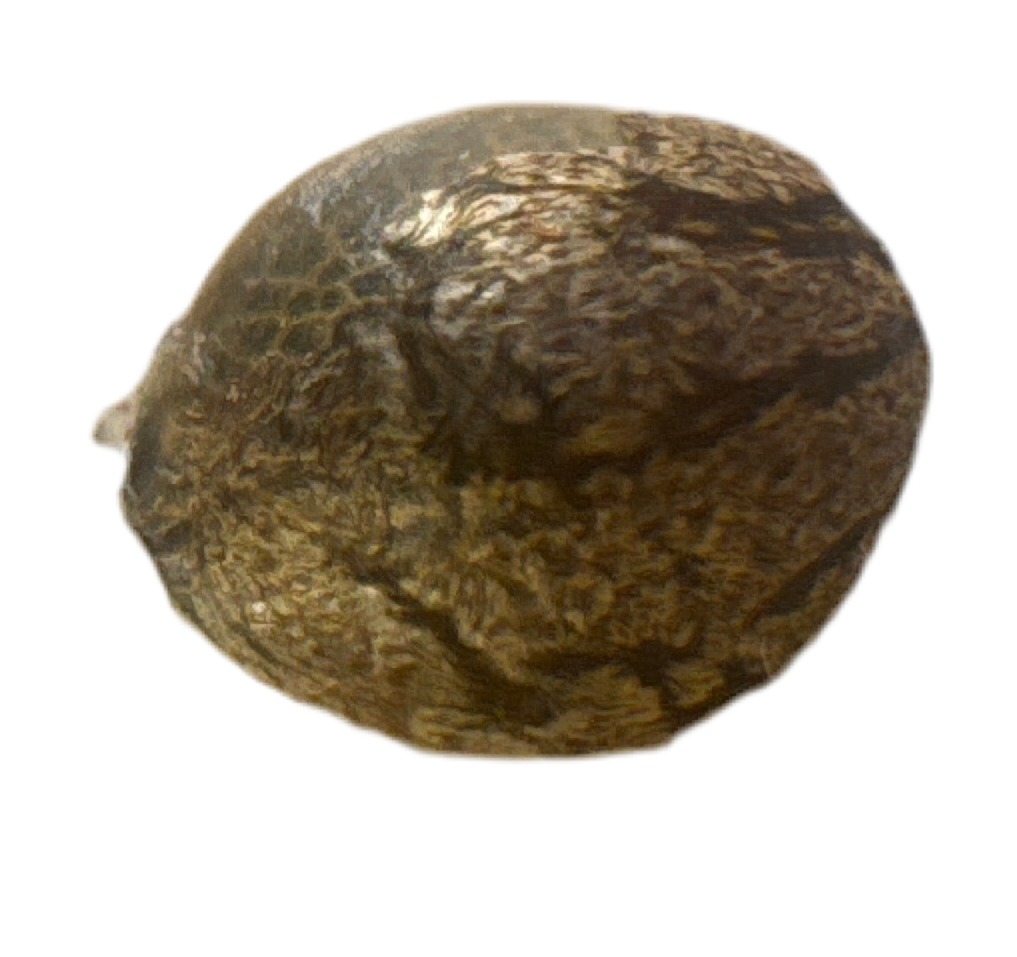 Close-up of a textured brown big melon feminized cannabis seed on a white background