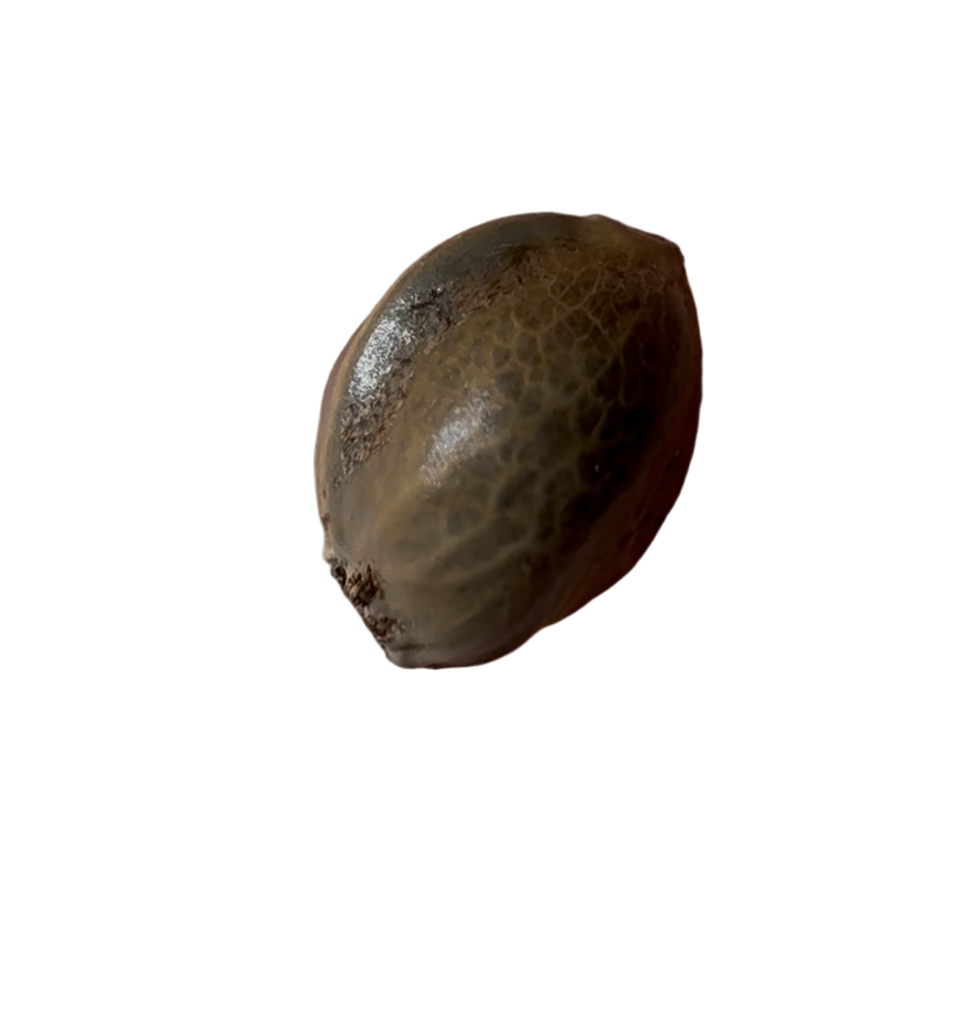Brown cannabis seed pod on a white background
