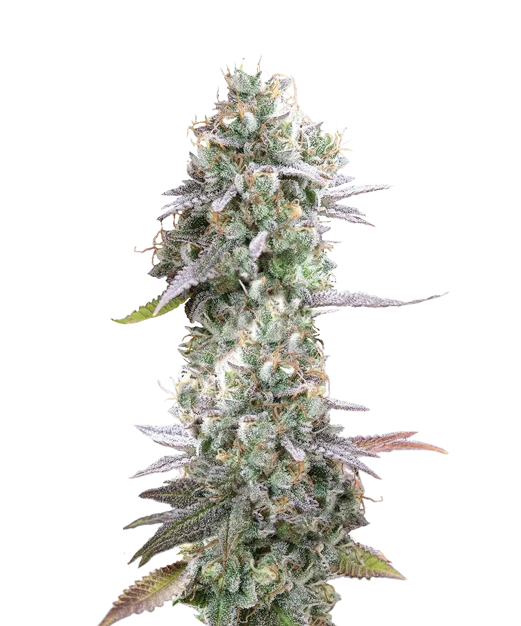 Durban Poison Inbred Line Feminized Single Seed