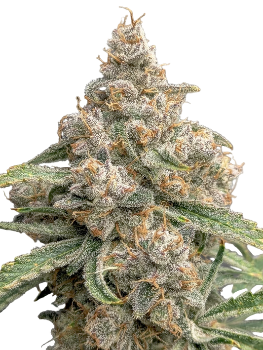 Durban Poison Inbred Line Feminized Single Seed