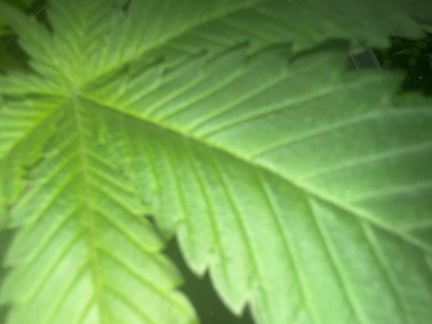Hindu Kush 12 Pack