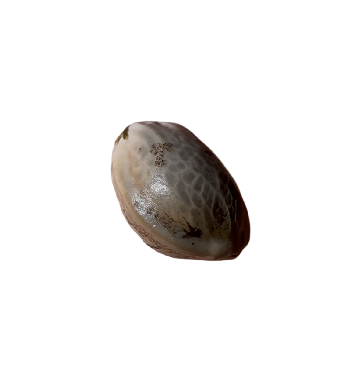 Small autoflower seed on an empty background