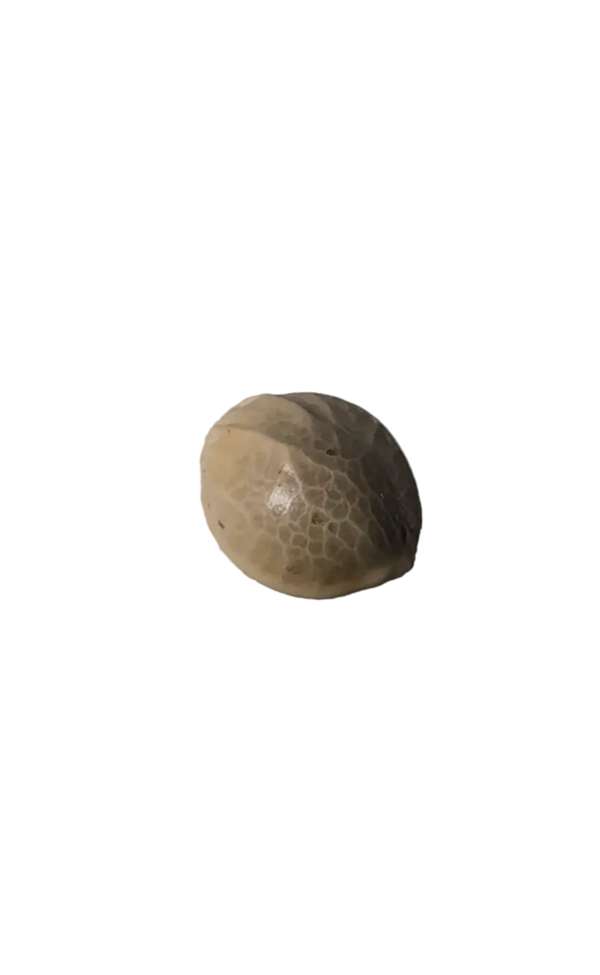 A single cannabis seed cradled on a fingertip — Banana Daddy x Clementine F1 feminized autoflower seeds.
