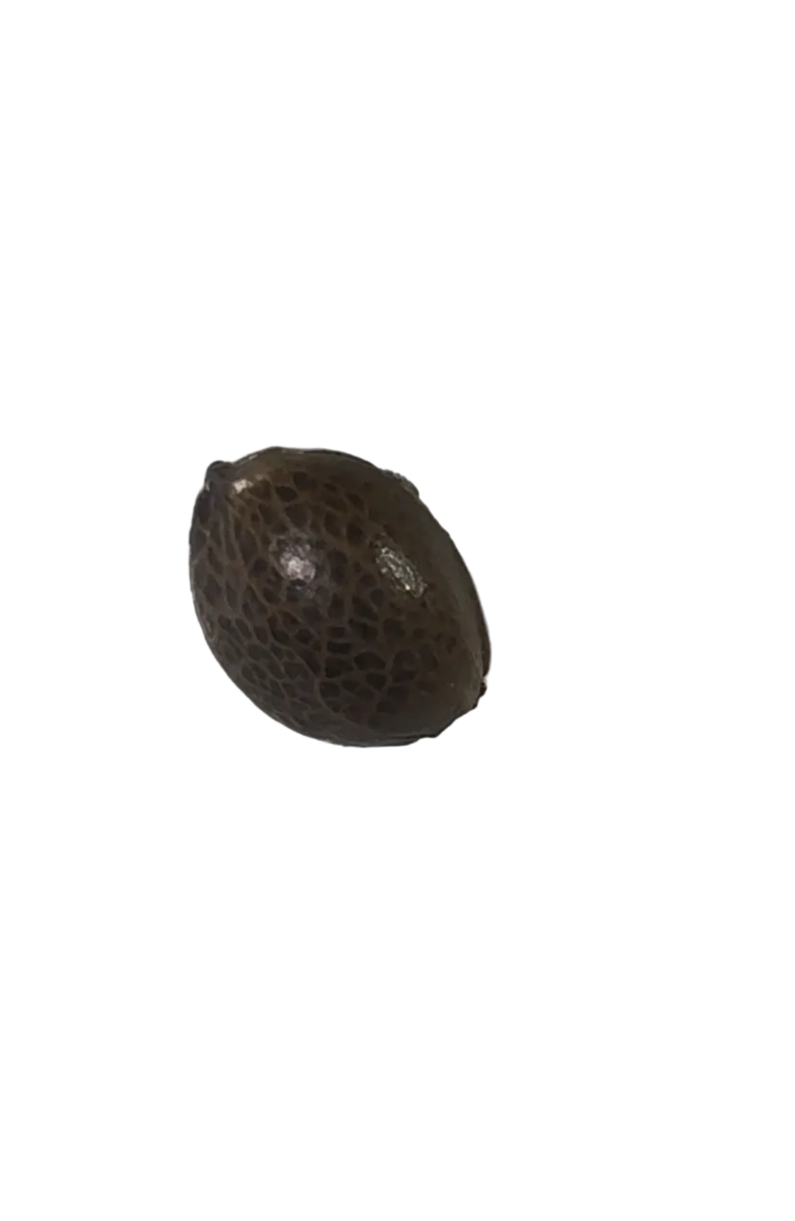 Close-up of a close-up of a single marbled cannabis seed — the Banana Daddy x Double Grape feminized autoflower.