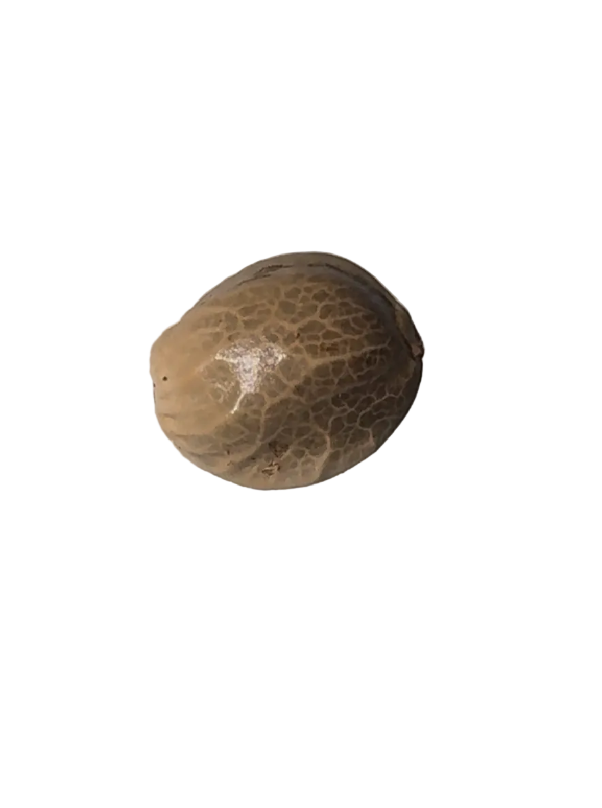 Close-up of a close-up of a marbled cannabis seed between finger and thumb — the Double Grape x ChemDog feminized autoflower.