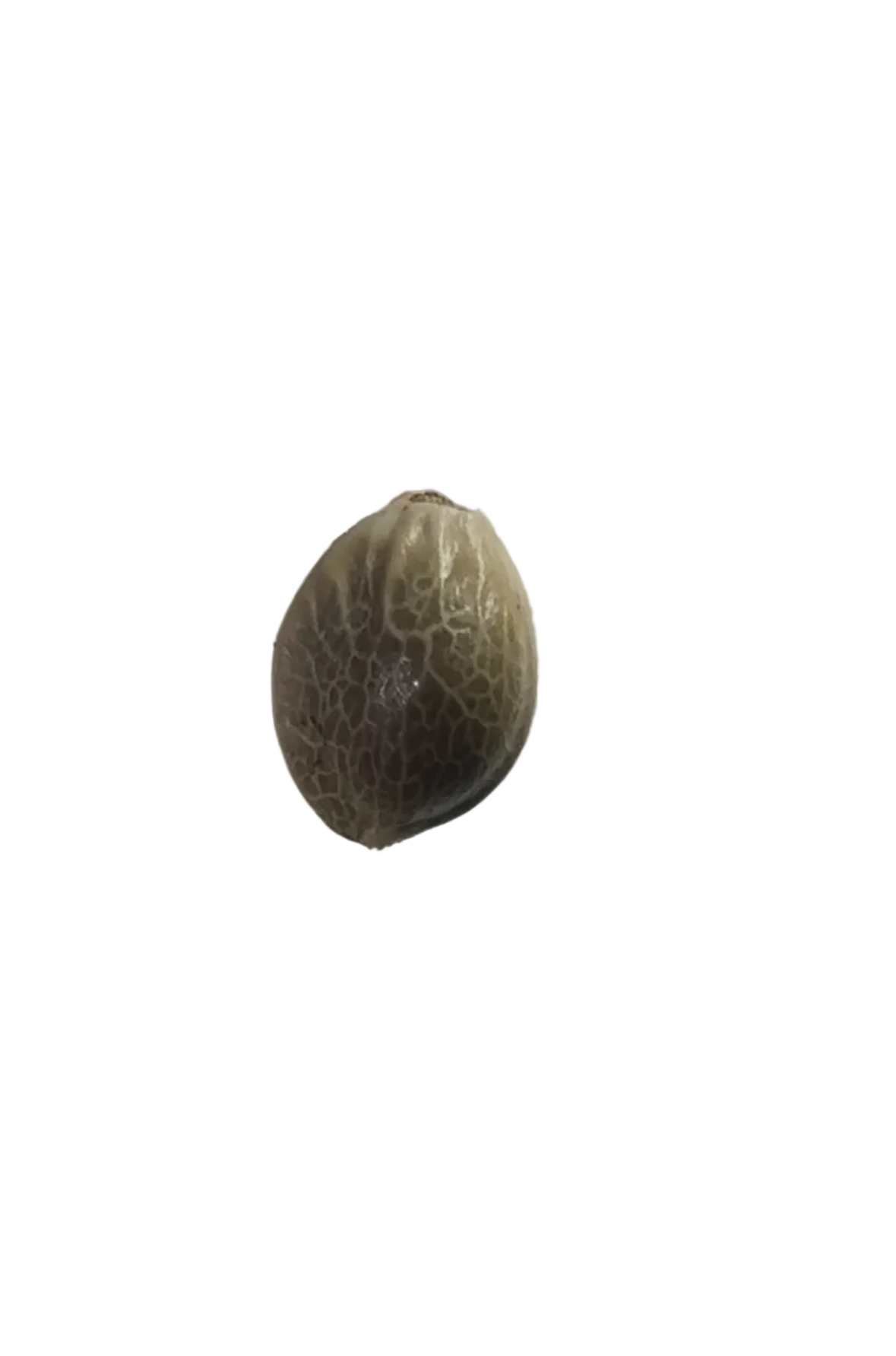 A close macro of a feminized seed showing its shell markings, from the Grape Dosi Breath x AK-47 autoflower cross.