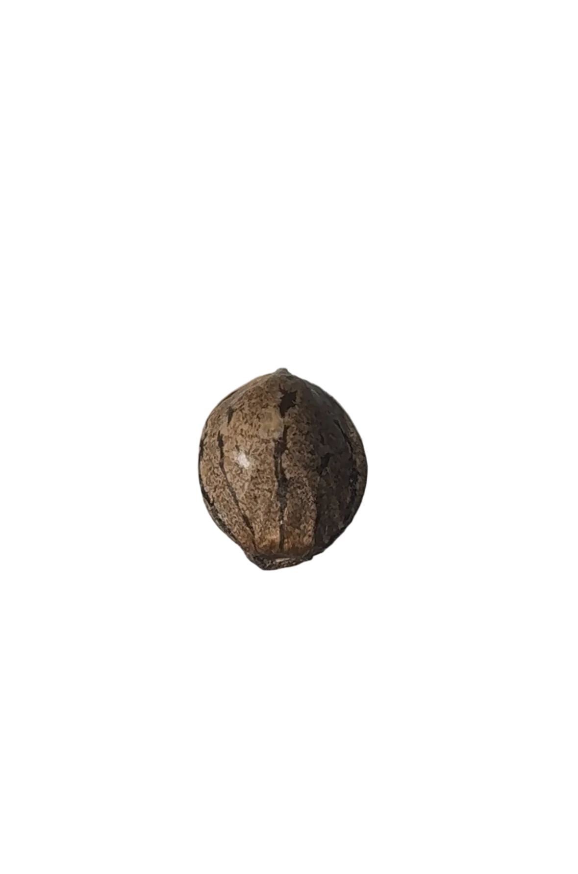 Close-up of a dark marbled cannabis seed pinched between fingertips — the Purple Kush x Double Grape feminized autoflower.