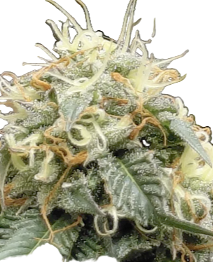 Fat Daddy OG Feminized Single Seed