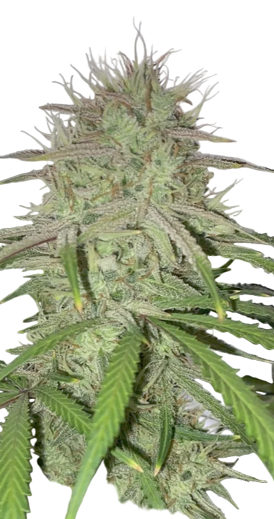 Fat Pie Feminized Single Seed