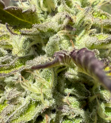 Fat Pie Feminized Single Seed