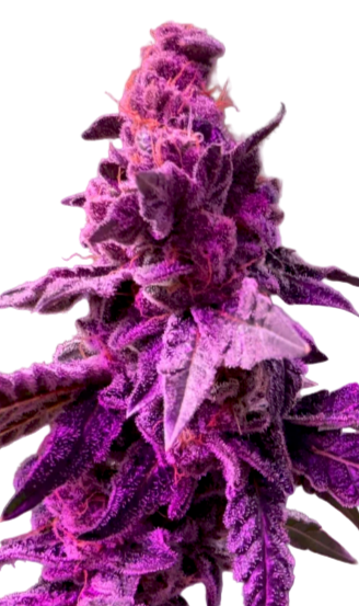 Fat Pie Feminized Single Seed
