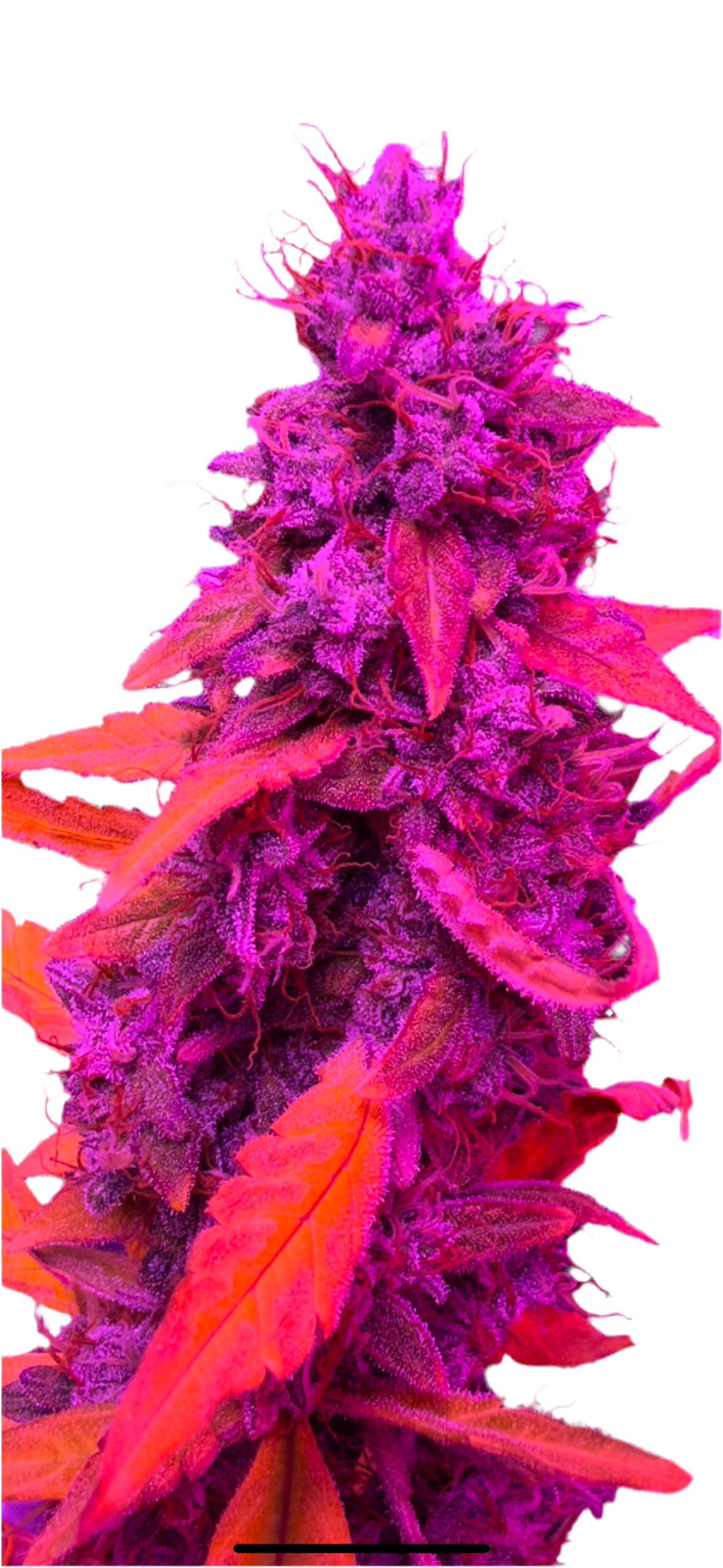 Double Bubble Donkey Fart OG Feminized Autoflowering Single Seed