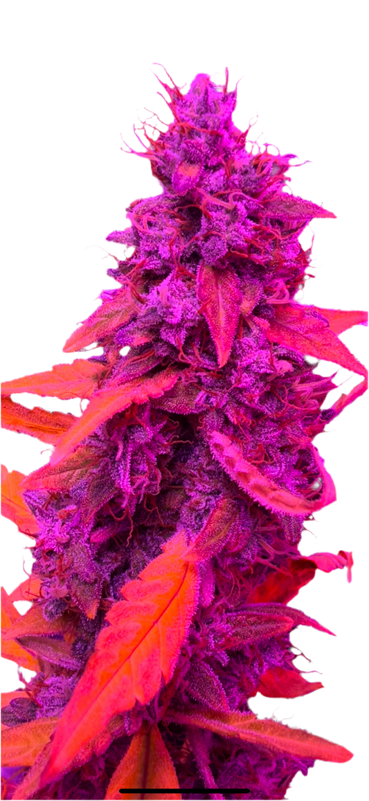 Double Bubble Donkey Fart OG Feminized Autoflowering Single Seed