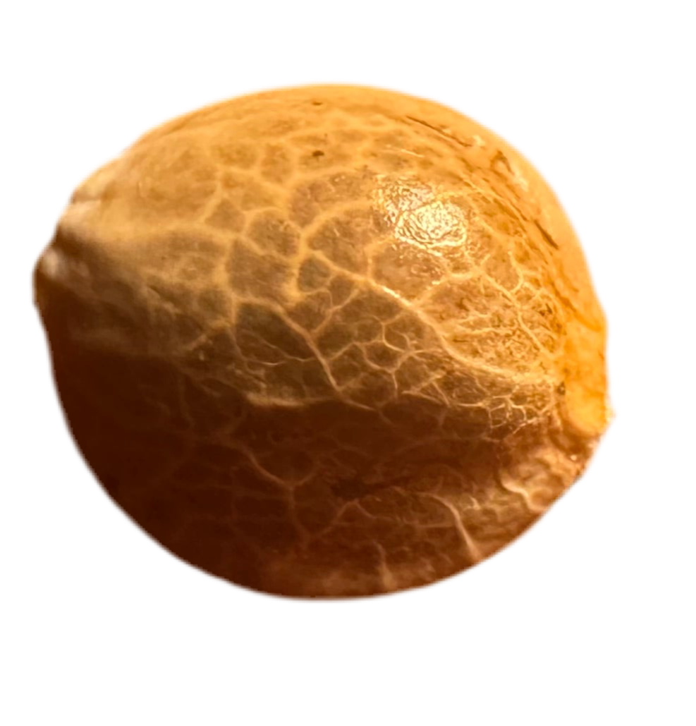 Close-up of a textured orange cannabis seed on a white background