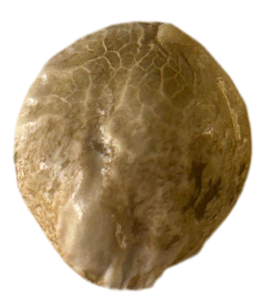 Stone color cannabis seed on a white background