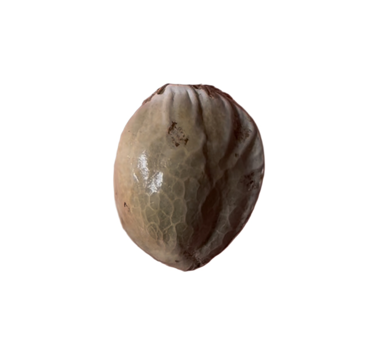Small seed or grain on a transparent background