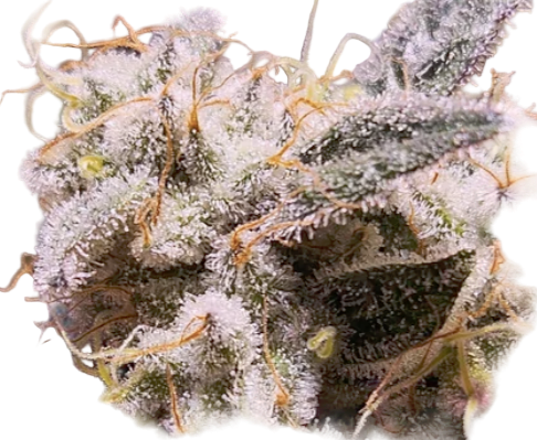 GMO Feminized Single Seed