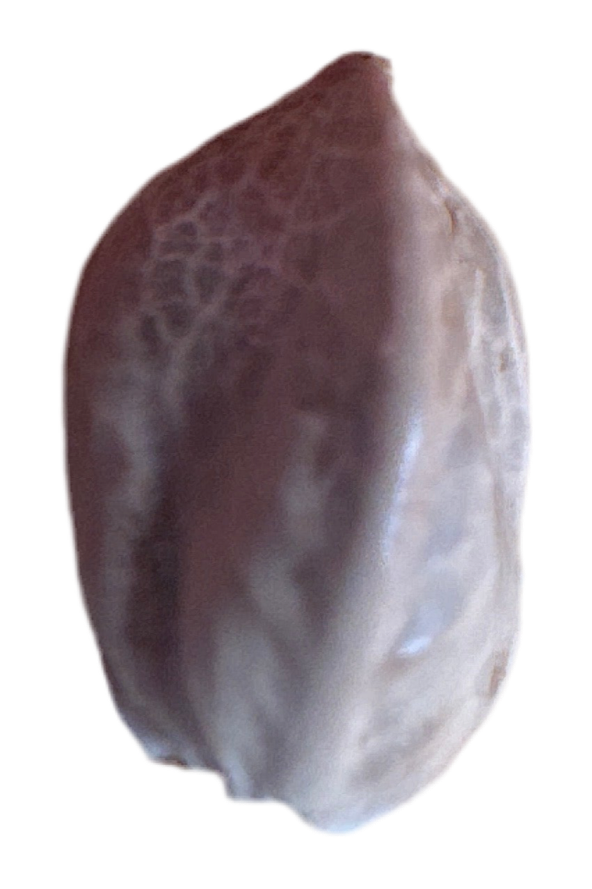 cannabis seed with Brown and white shell on a white background