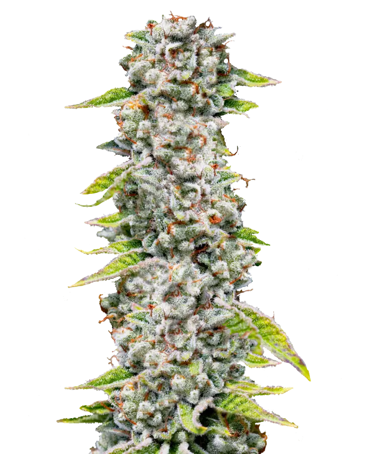 Fat Daddy OG Feminized Single Seed