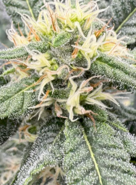 Gorilla Feminized Single Seed