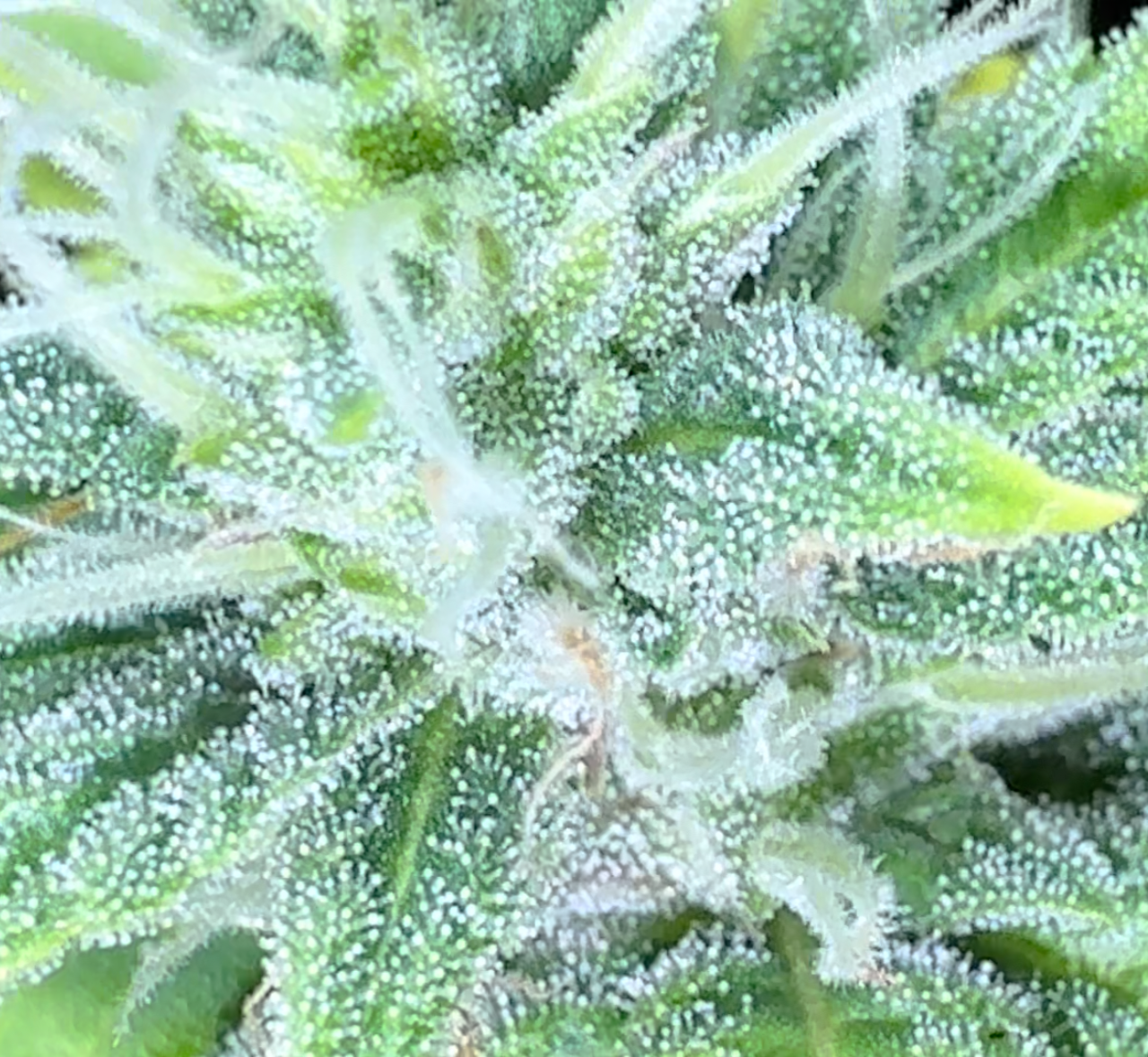 Hindu Kush 12 Pack