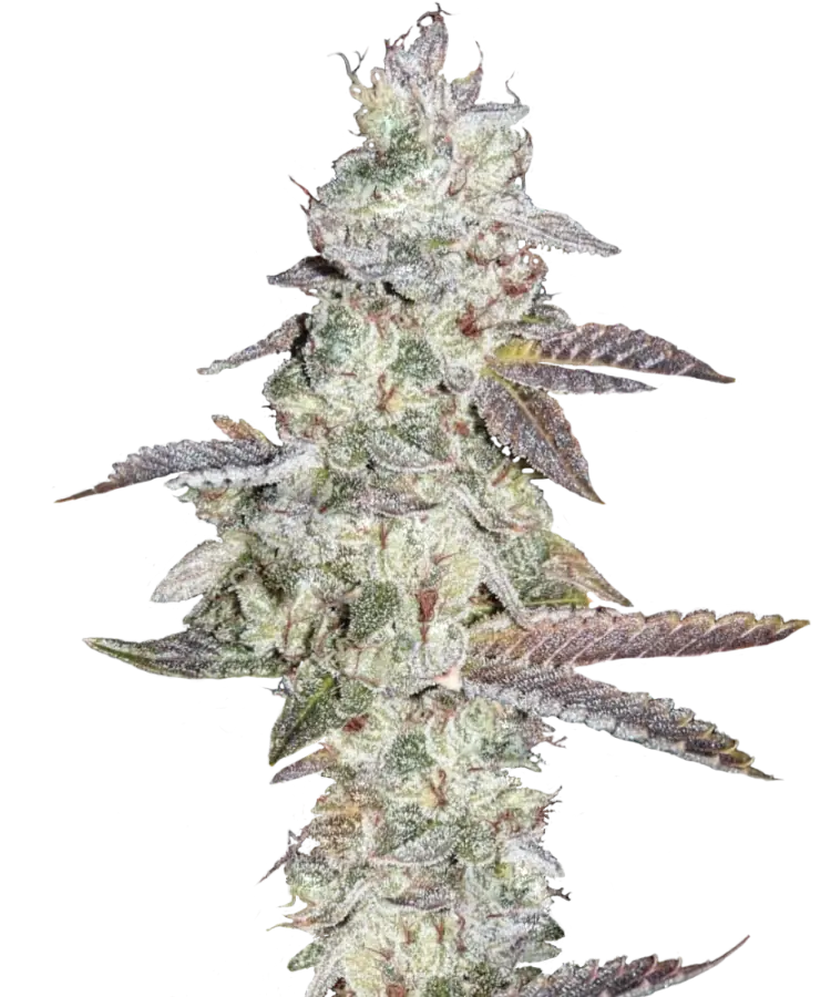 Berry Jam Feminized Single Seed