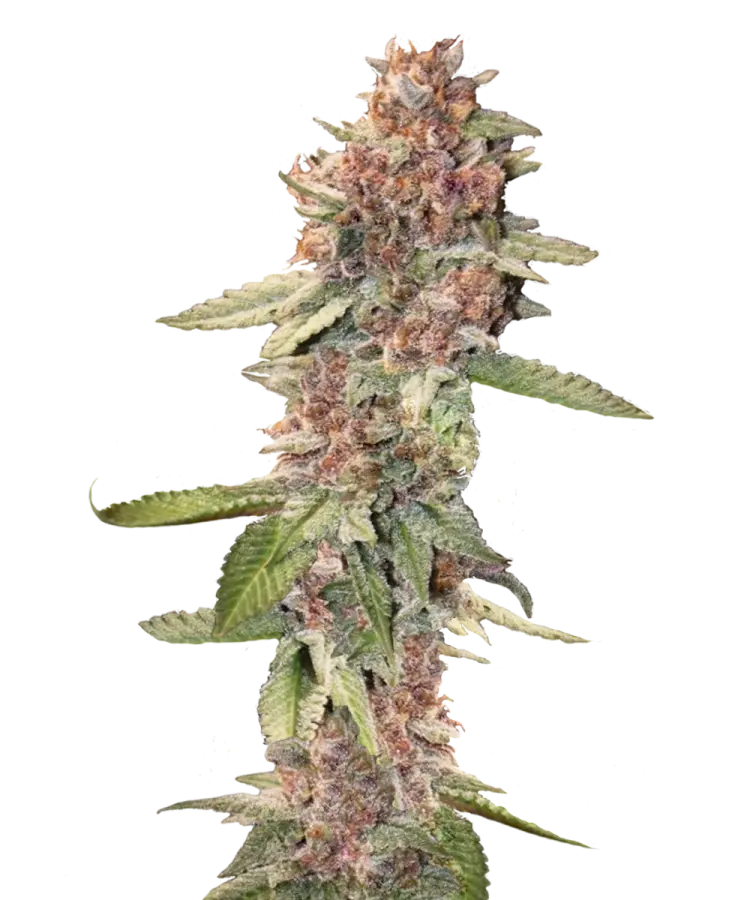 Super Lemon Skunk Feminized Single Seed