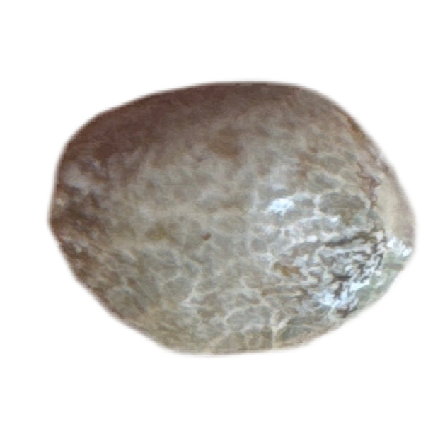 Round stone color cannabis seed on a white background