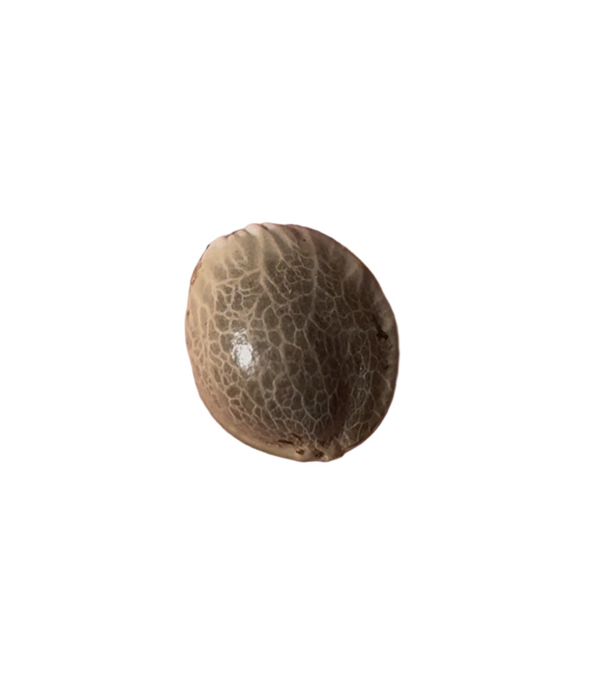 Coconut color cannabis seed on a white background