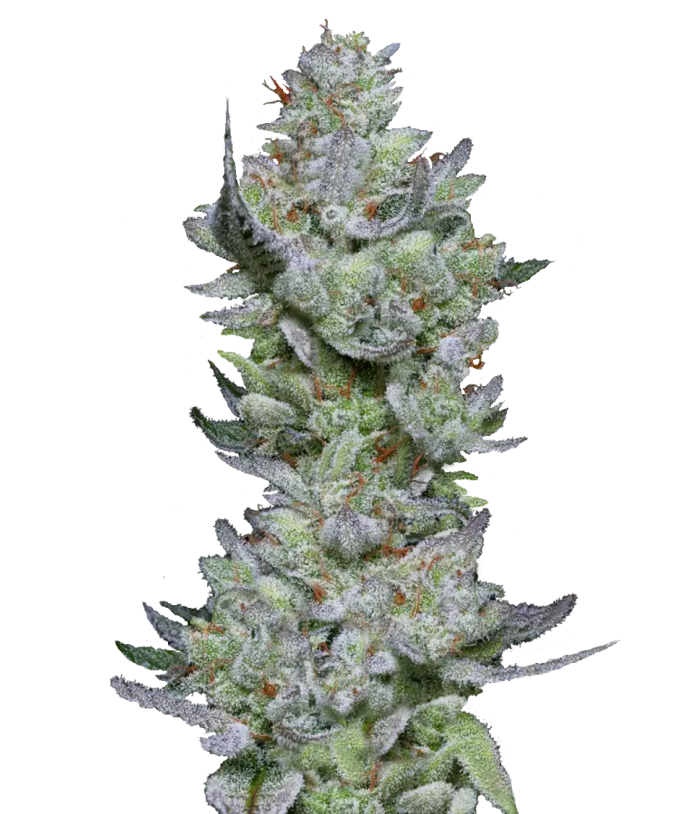 Pound Cake Feminized Single Seed