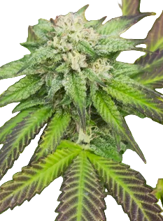 Orion Feminized Single Seed
