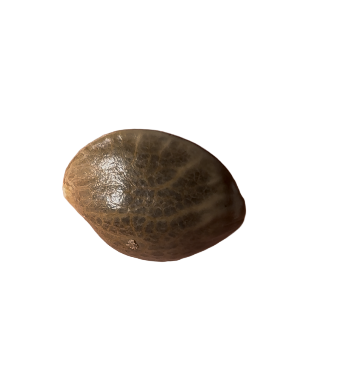 Small brown cannabis seed shell on a blank background