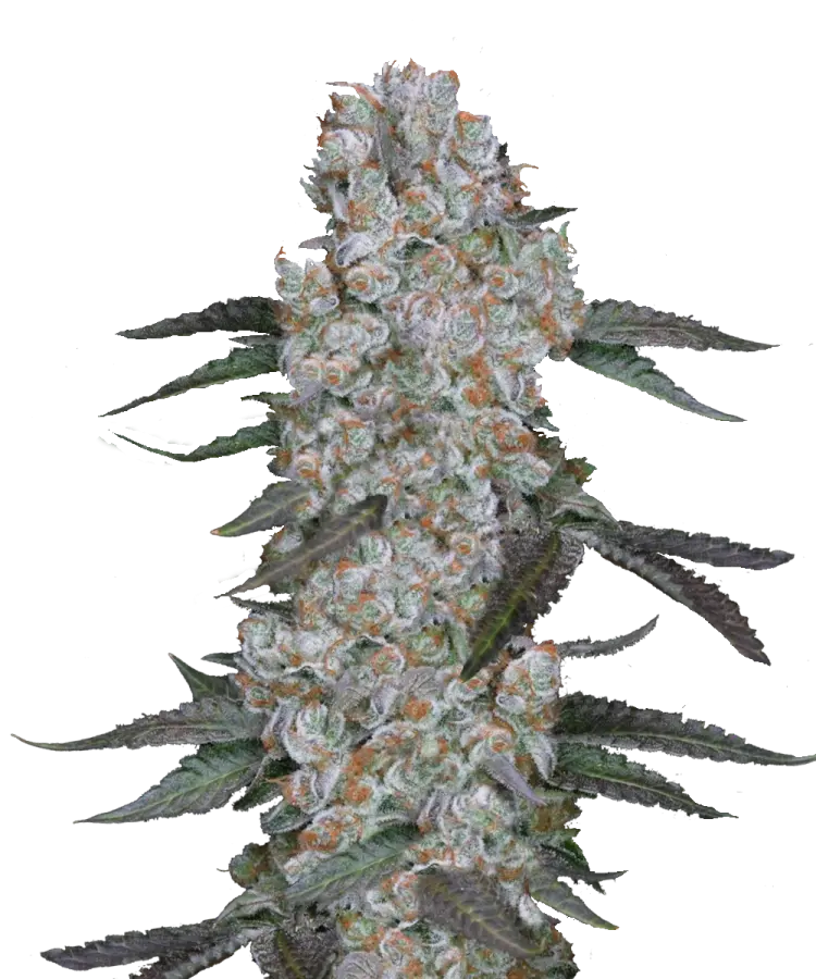 ZaZa Feminized Single Seed