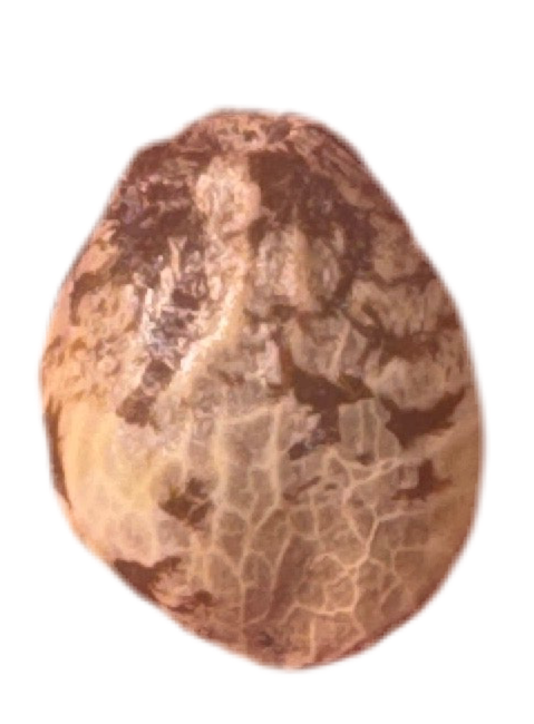 Brown stone color cannabis seed with a textured surface on a white background