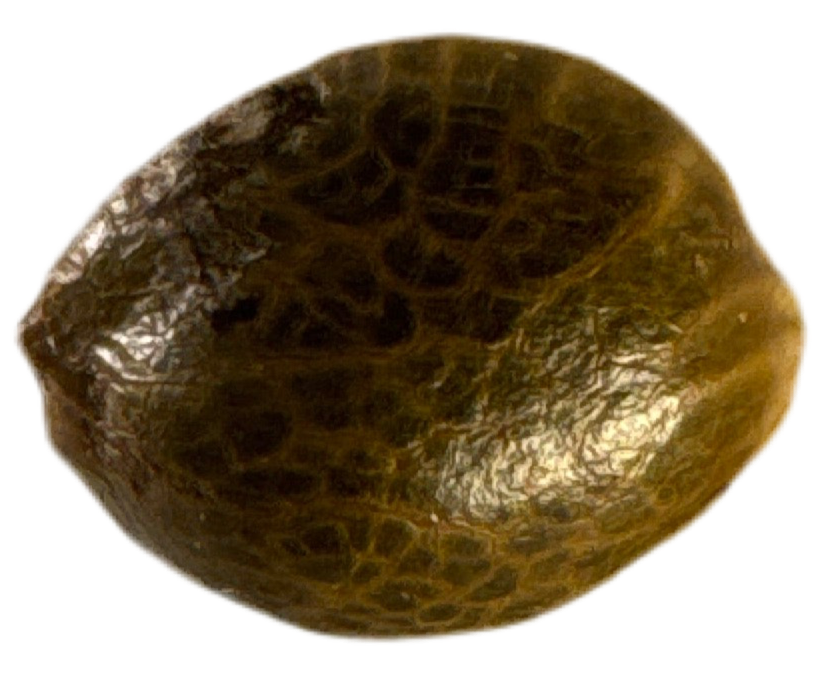 Close-up of a brown, textured cannabis seed on a white background