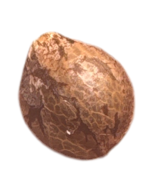 Brown stone color cannabis seed with a textured surface on a white background