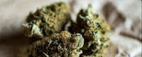 Best High-Yield Strains for a 4x4 Grow Tent