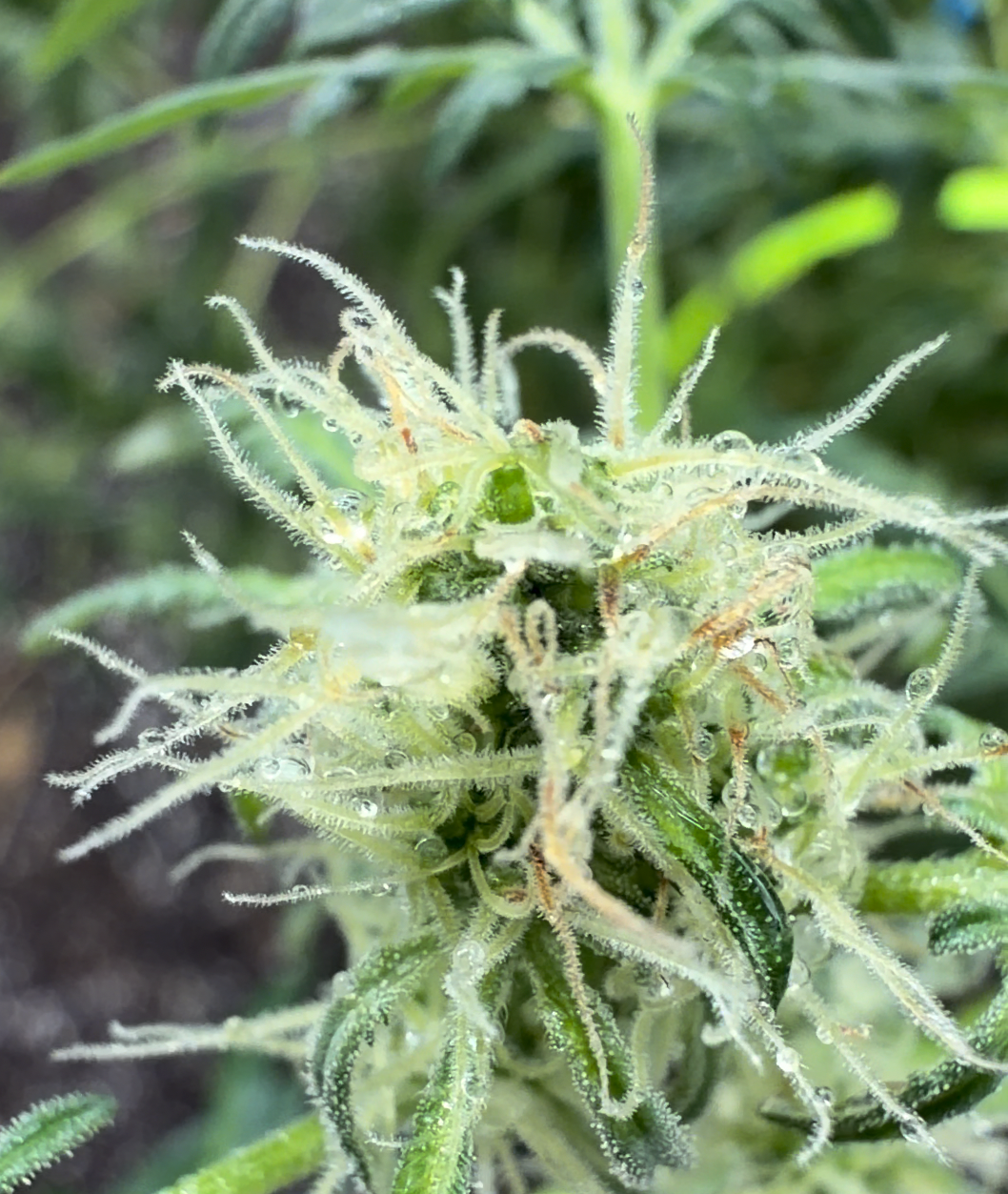 Hemp THC Businesses Face a Nov. 2026 Schedule I Cliff