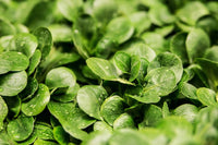 Why 72°F Is the Danger Line for Pythium in DWC Reservoirs