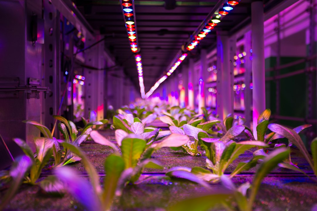 LED Grow Lights for Beginners: How to Choose Your First One