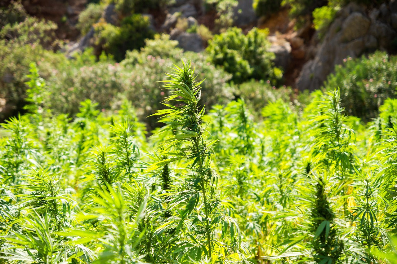 The Bantu Migration Theory of Dagga: Tracing Cannabis Words Across Africa