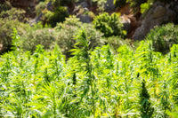 The Bantu Migration Theory of Dagga: Tracing Cannabis Words Across Africa