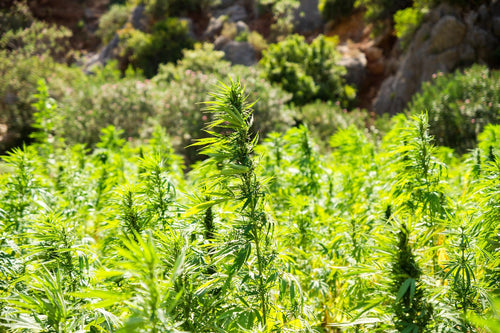 The Bantu Migration Theory of Dagga: Tracing Cannabis Words Across Africa
