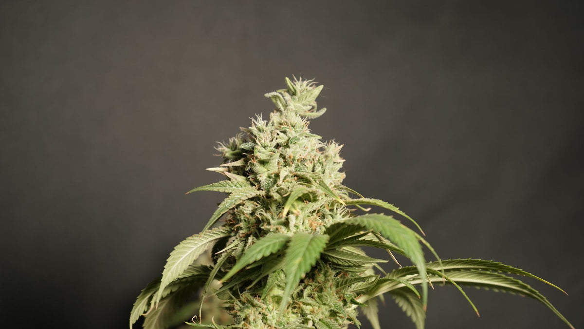 Close-up of a mature cannabis plant with trichomes on dark background.
