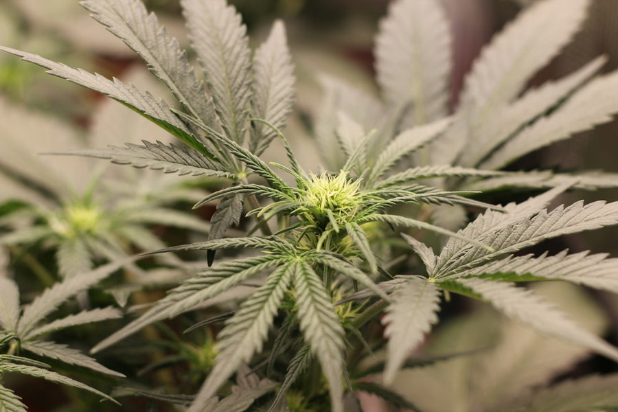Autoflower Feeding Schedules: What the Data Actually Shows