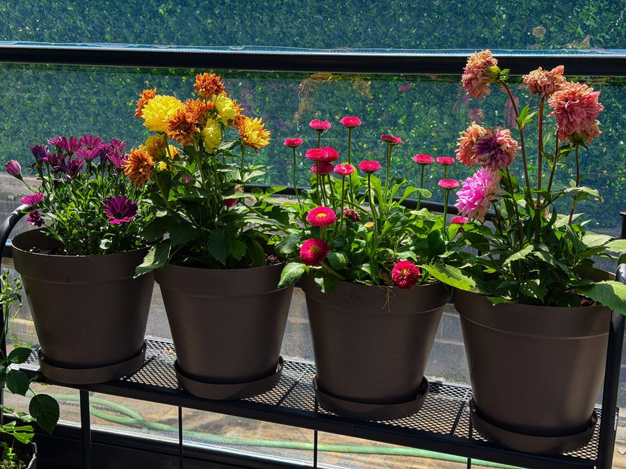 Build a Low-Cost Organic Grow Box for Your Balcony
