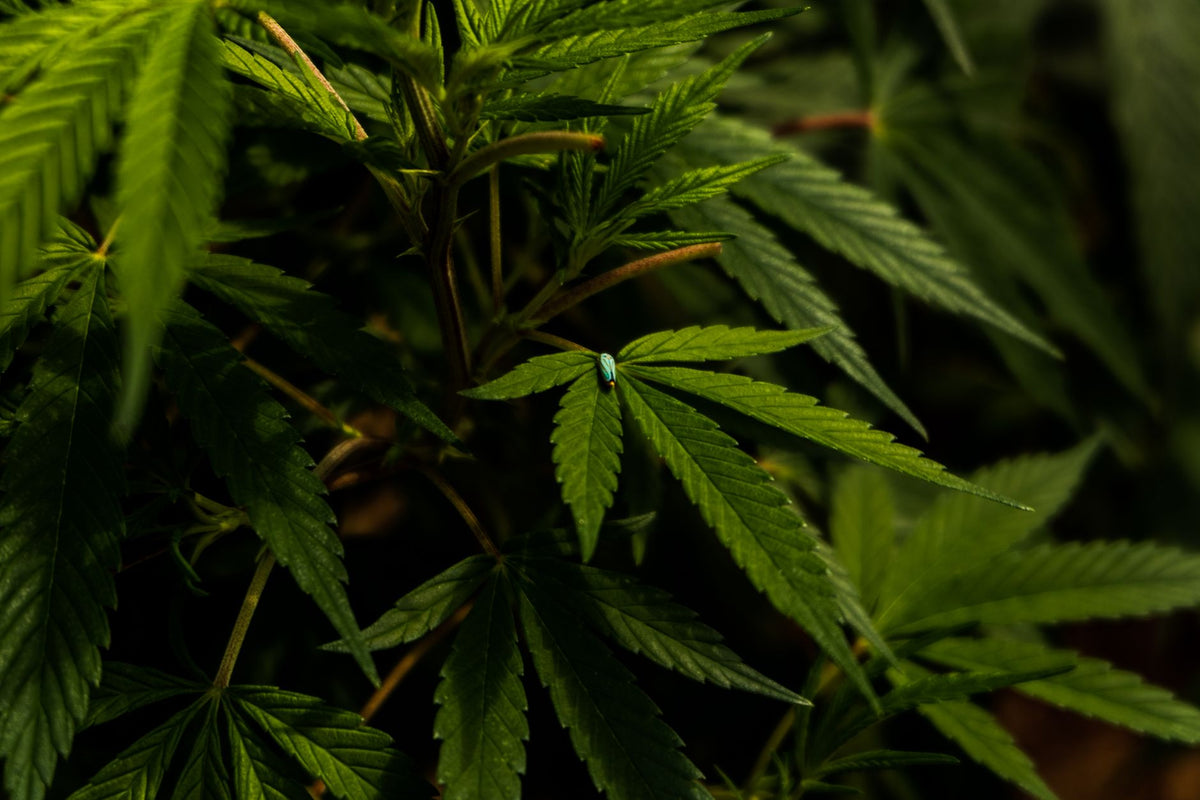 What Actually Makes a Cannabis Breeding Program Succeed